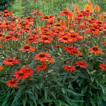 Echinacea 'Intense Orange' TNECHKIO PP28769