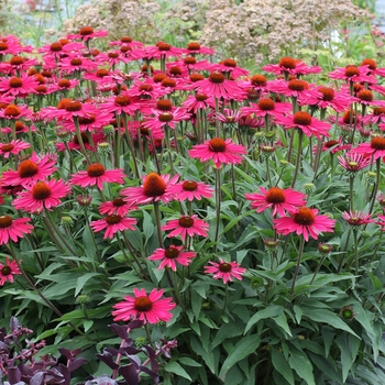 Echinacea Kismet® 'Raspberry'