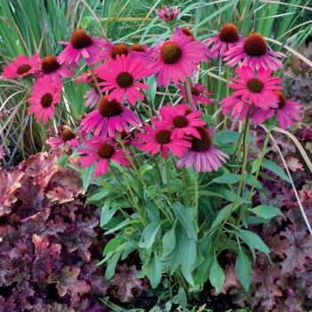 Echinacea 'Belle' PP26111