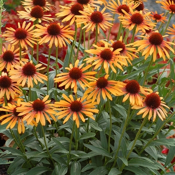 Echinacea 'Flame Thrower' PP23525