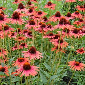 Echinacea Prairie Pillars™ 'Hot Lava' (121436)