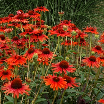 Echinacea Prairie Pillars™ 'Hot Lava'