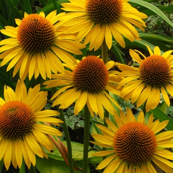 Echinacea 'Maui Sunshine' PP22808