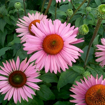 Echinacea purpurea Prairie Pillars™ 'Ruby Giant'