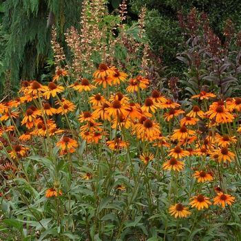 Echinacea Prairie Pillars™ 'Tiki Torch'