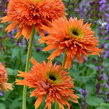 Echinacea 'Orange' PP24524