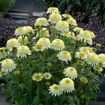 Echinacea Puff™ 'Vanilla'