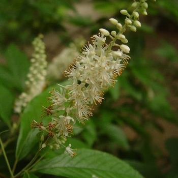 Clethra acuminata