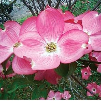 Cornus florida 'Red Pygmy' 