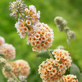 Buddleia 'Hocus Pocus' 