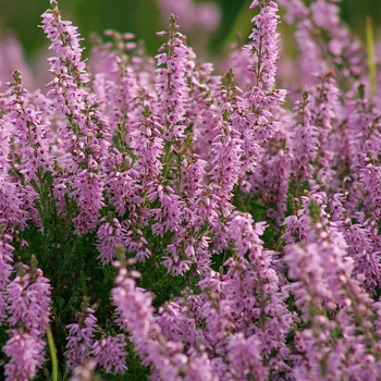 Calluna vulgaris