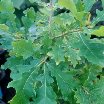 Quercus gambellii