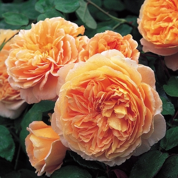 Rosa 'Crown Princess Margareta' 