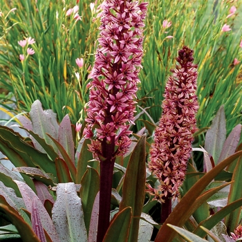 Eucomis 'Zulu Flame' 