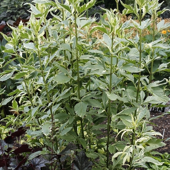 Eupatorium fortunei 'Capri' PP24843