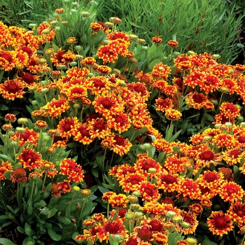 Gaillardia x grandiflora 'Flare' PP23567