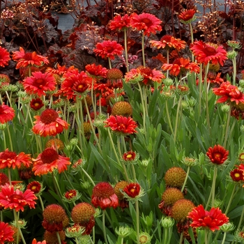 Gaillardia x grandiflora 'Red' PP23389