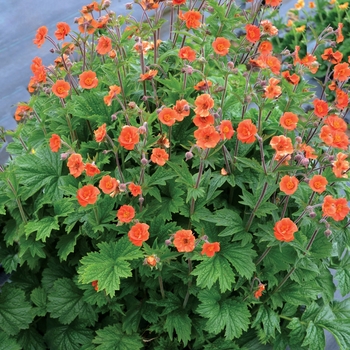 Geum 'Orange' TNGEURO PP28238