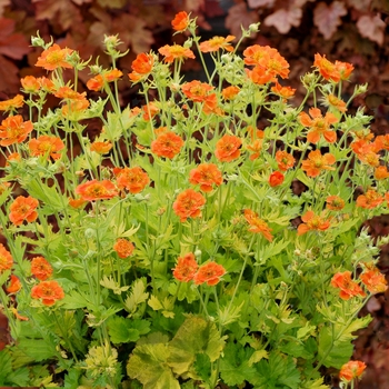 Geum 'Sunkissed Lime'