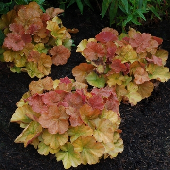 Heuchera 'Amber' PPAF