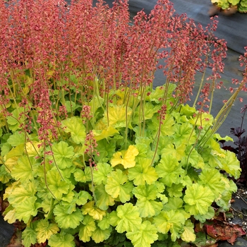 Heuchera 'Lime' PPAF