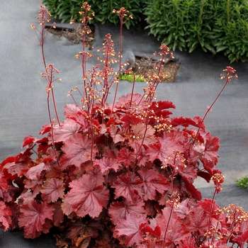 Heuchera Northern Exposure™ 'Red'