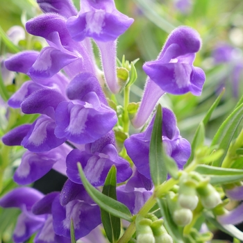 Scutellaria scordiifolia 'Pat Hayward'