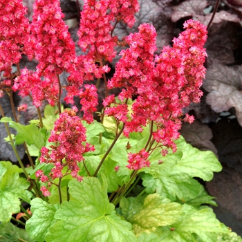 Heuchera City™ 'Havana'