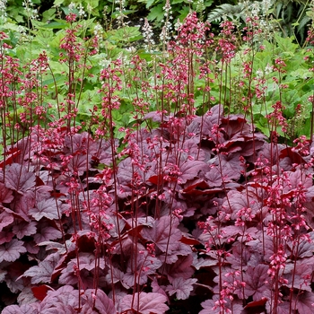 Heuchera Soda™ 'Grape Soda'