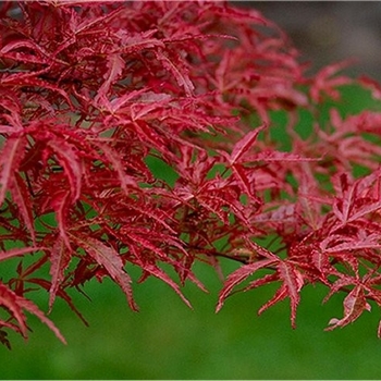 Acer palmatum 'Beni Komachi' 