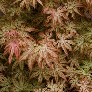 Acer palmatum 'Peaches and Cream' 