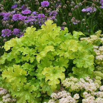 Heuchera 'Lime Ruffles' 