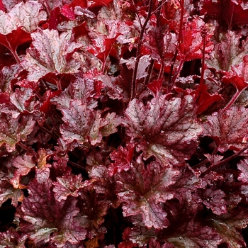 Heuchera Marmalade™ 'Berry'