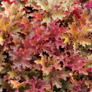 Heuchera 'Ginger Peach' PP22257