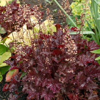 Heuchera Crisp™ 'Blackberry Crisp'