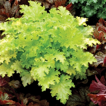 Heuchera Crisp™ 'Pear Crisp'