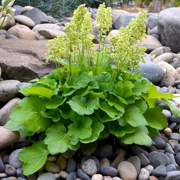 Heuchera 'Blondie in Lime' PP27539