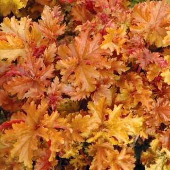 Heuchera 'Amber Waves' PP13348