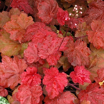 Heuchera 'Autumn Leaves'