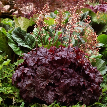 Heuchera 'Cajun Fire'