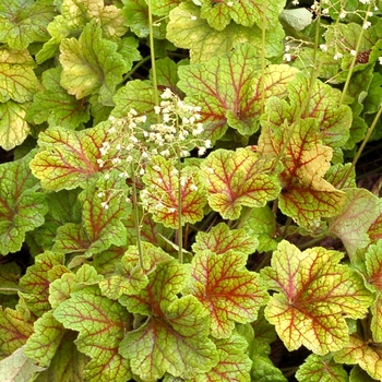 Heuchera 'Electra' PP21856