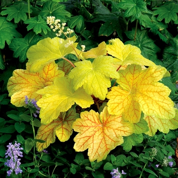 Heuchera 'Electric Lime' PP21872