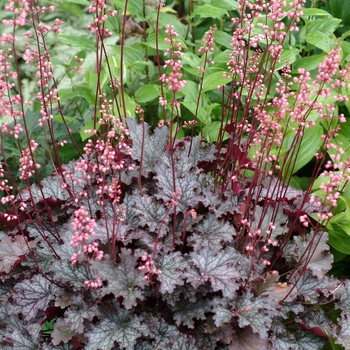 Heuchera 'Fandango'