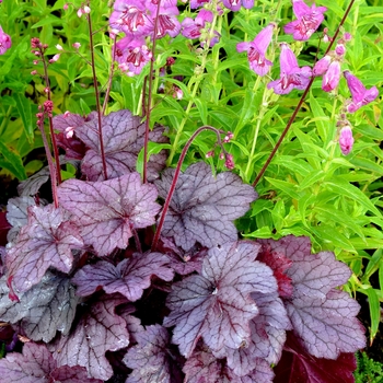 Heuchera 'Georgia Plum'