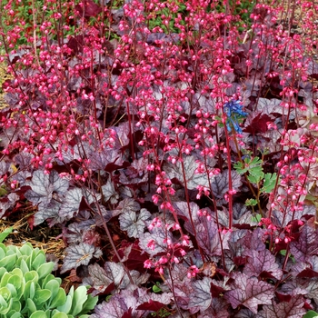 Heuchera 'Glitter'