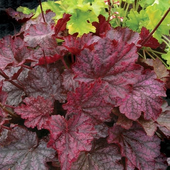 Heuchera 'Midnight Bayou'