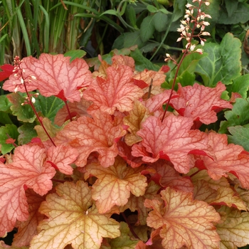 Heuchera 'Paprika' PP24575