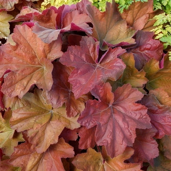 Heuchera 'Southern Comfort'