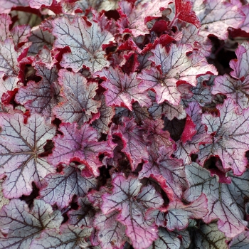 Heuchera 'Spellbound' 