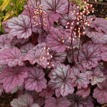 Heuchera 'Sugar Plum'